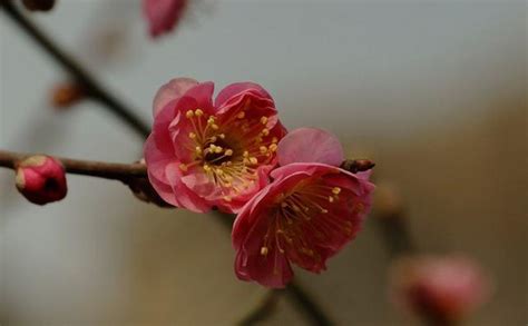 梅花吉祥話|梅花花語和象徵意義